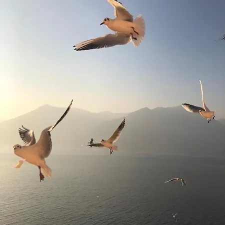 In Riva Al Di Iseo Residenza Loft Tatil Evi Marone